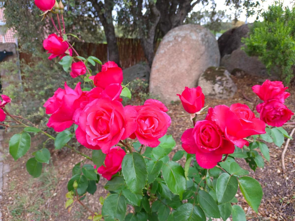El Encinar De Gabino Villa Zarzuela del Monte Buitenkant foto